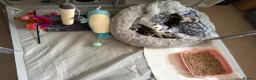 Domestic Shorthair cats for sale: A Stunning Litter Of Six Newborn Kittens  - Advert 5