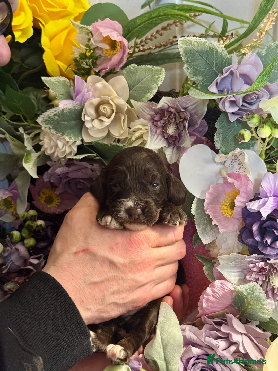 Cockapoo dogs for sale: 8 dna clear gorgeous Cockerpoo puppies  - Advert 4