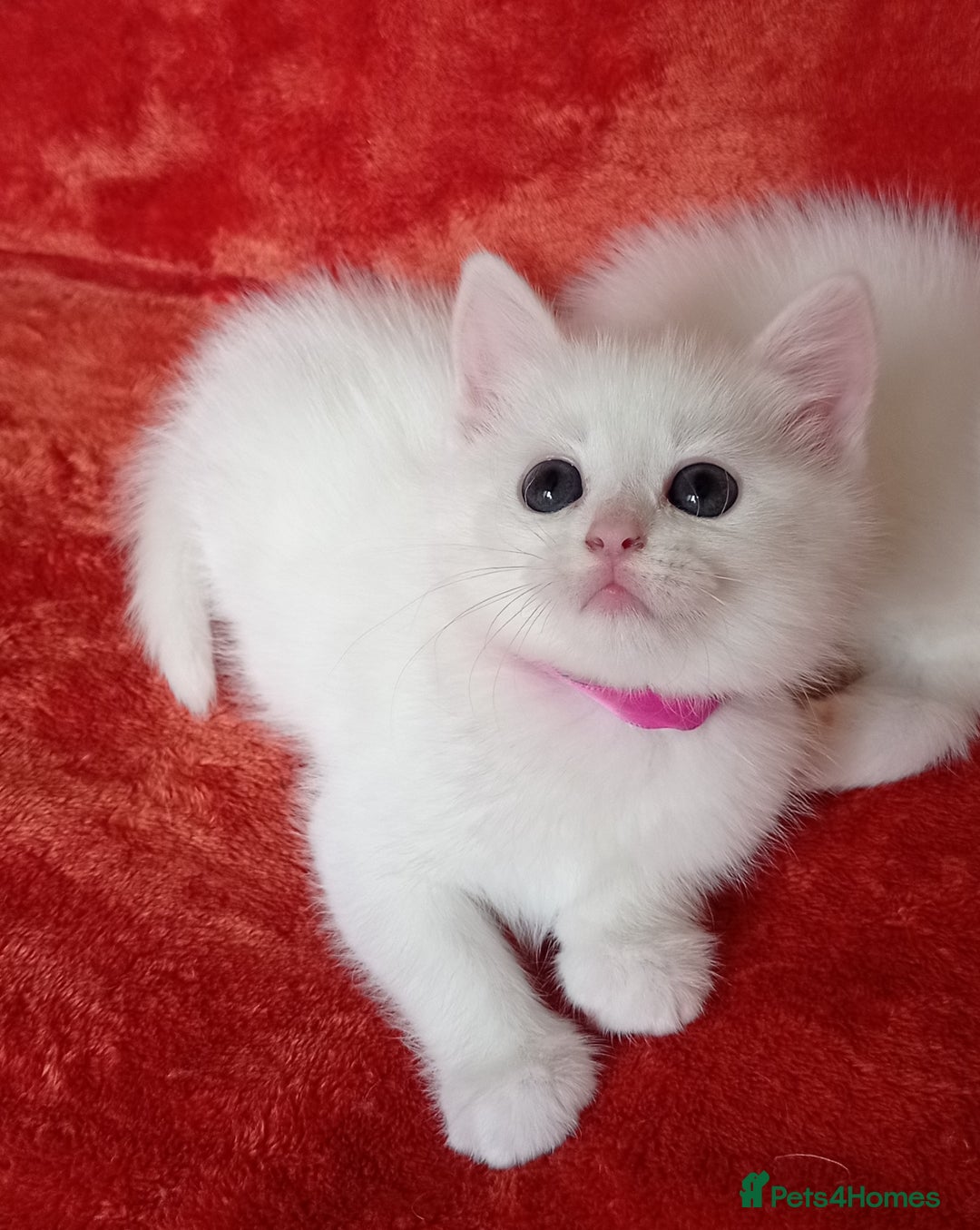 Mixed Breed cats for sale: British shorthair &Ragdoll mix - Advert 11