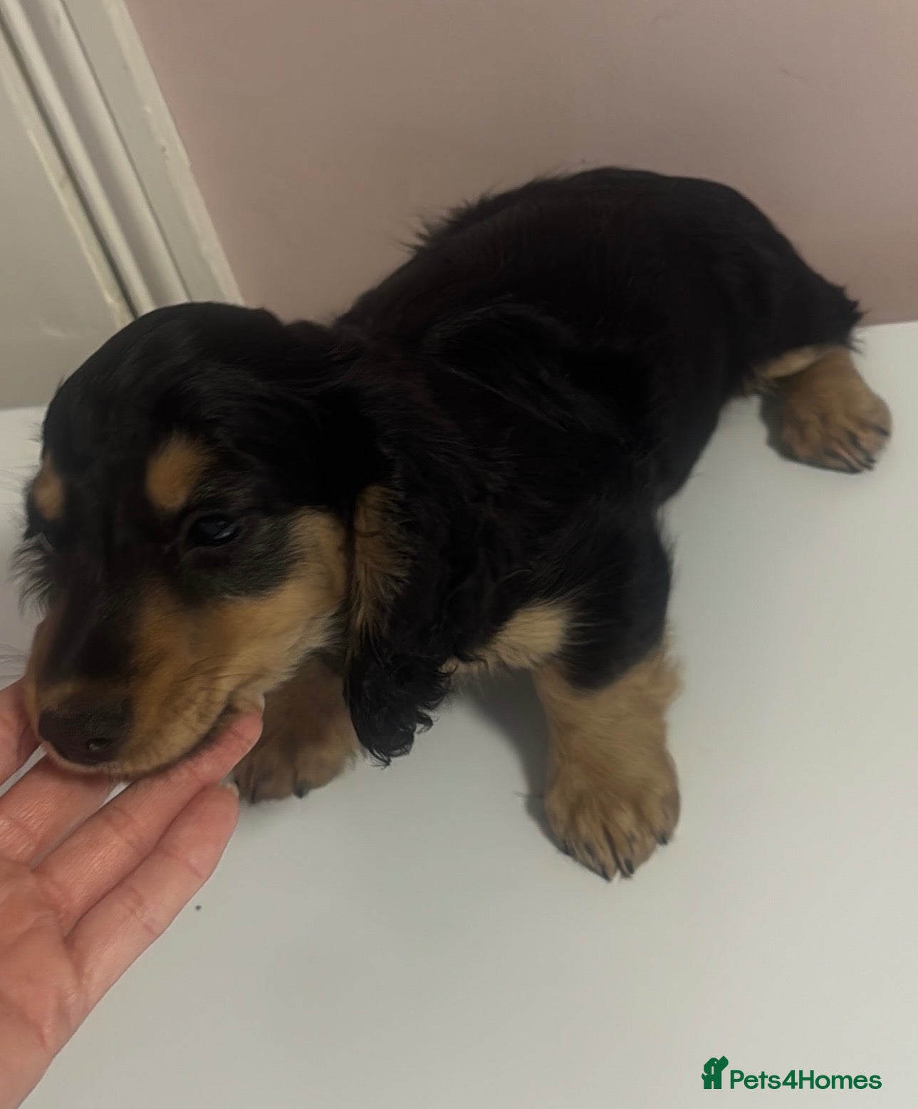Miniature Dachshund dogs Miniature long haired kc reg Black and Tan female  - Advert 20