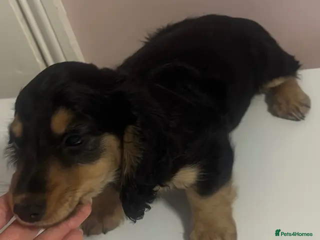 Miniature Dachshund dogs Miniature long haired kc reg Black and Tan female - Advert 16