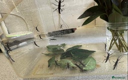 Stick Insects invertebrates for sale: 20 Black Beauty stick insects, CAN POST  - Image 3