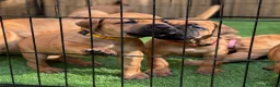 Boerboel dogs for sale: Elite Guard Neema X Spartan Dutch - Advert 29