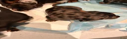 Miniature Dachshund dogs for sale: Gorgeous miniature Daschund puppies - Advert 10