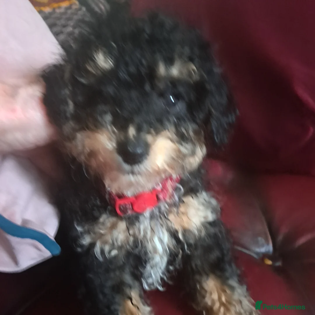 Toy Poodle dogs for sale: Tri l black/tan boy toy poodle k c regb - Advert 1