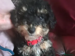 Toy Poodle dogs Tri l black/tan boy toy poodle k c regb - Advert 1