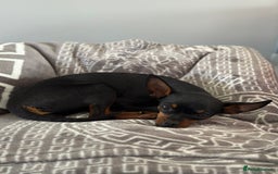 Miniature Pinscher dogs for sale: ✨ Exceptional Miniature Pinscher Puppies ✨ - Image 23