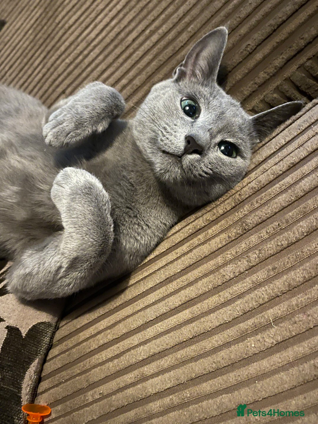 Russian Blue cats for sale: Pure Russian Blue Kittens  - Advert 5