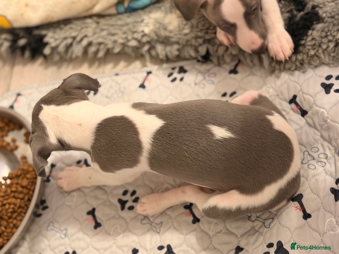 Whippet dogs for sale: KC Whippet puppies only 2 boys left  - Advert 28