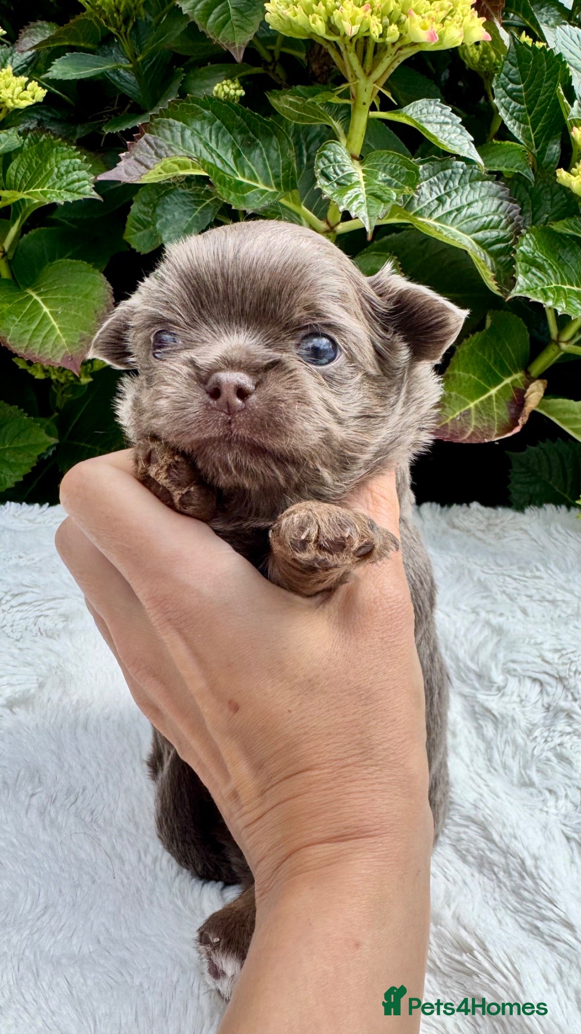Chihuahua dogs 💜💙 Unique KC LC chihuahua boys 💜💙 - Advert 1