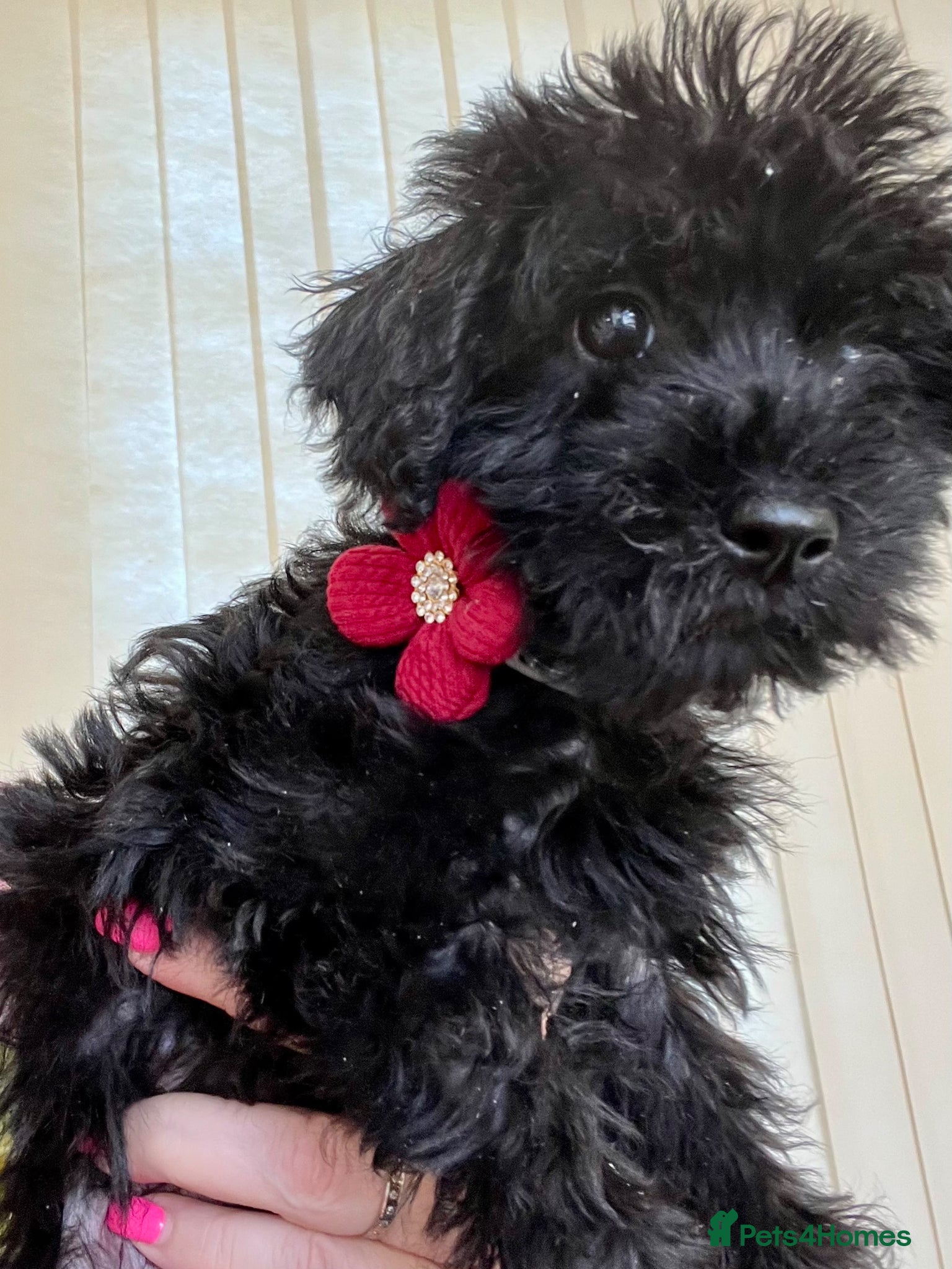 Mixed Breed dogs 🐾🐶Adorable Cavaschnauzer Pups 🐶🐾 - Advert 12