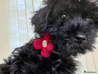 Mixed Breed dogs 🐾🐶Adorable Cavaschnauzer Pups 🐶🐾 - Advert 12