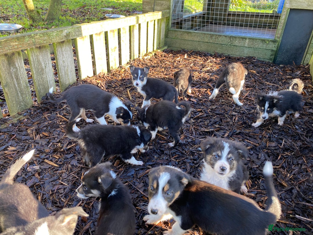 Border Collie dogs for sale: Border Collie Puppies For Sale - Advert 1
