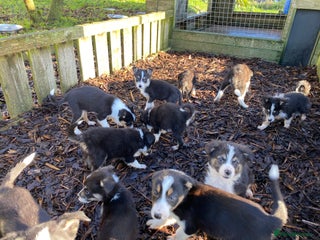Border Collie dogs Border Collie Puppies For Sale - Advert 4