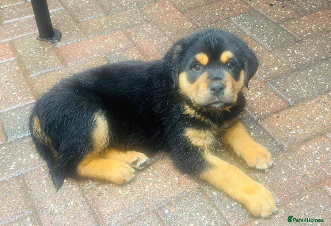 Mixed Breed dogs for sale: Central Aisian Shepard x Rottweiler - Image 4
