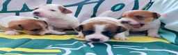 Jack Russell dogs for sale: Adorable Jack Russells - Advert 8