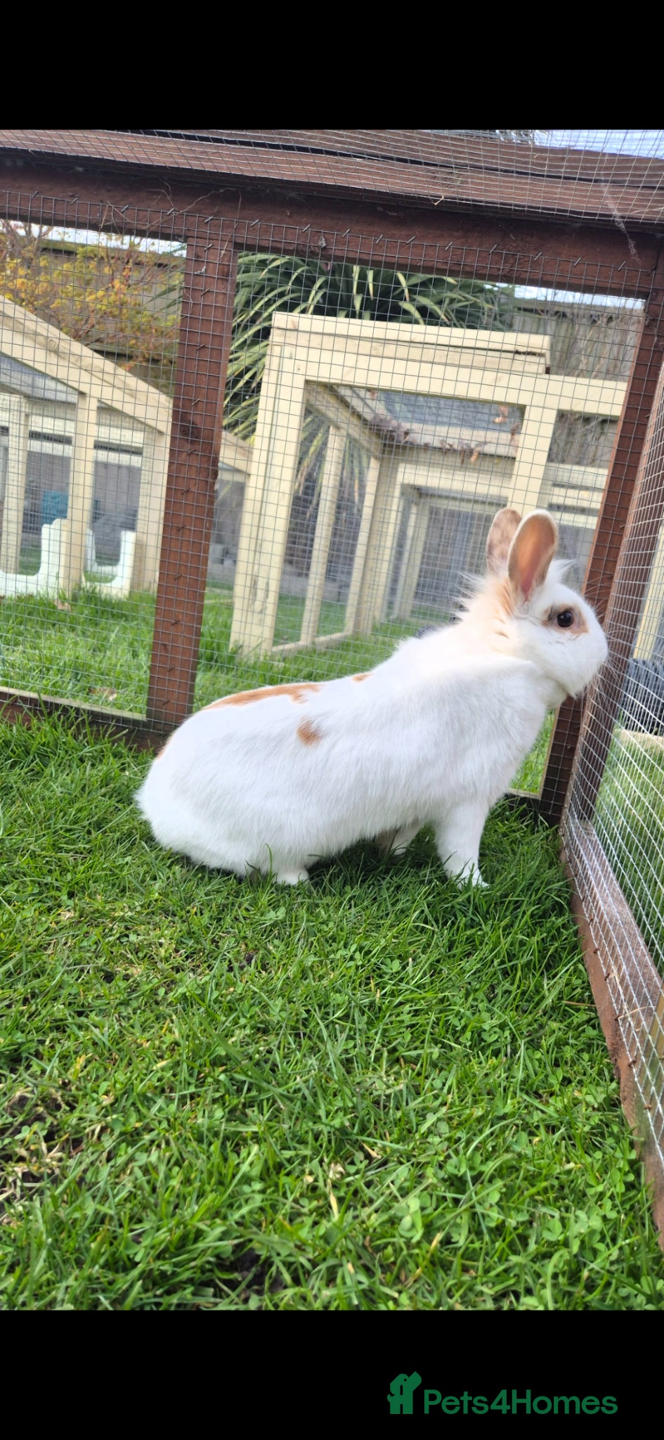 Lionhead rabbits O'tilly Spayed and Vaccinated  - Advert 1
