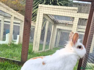 Lionhead rabbits O'tilly Spayed and Vaccinated - Advert 2