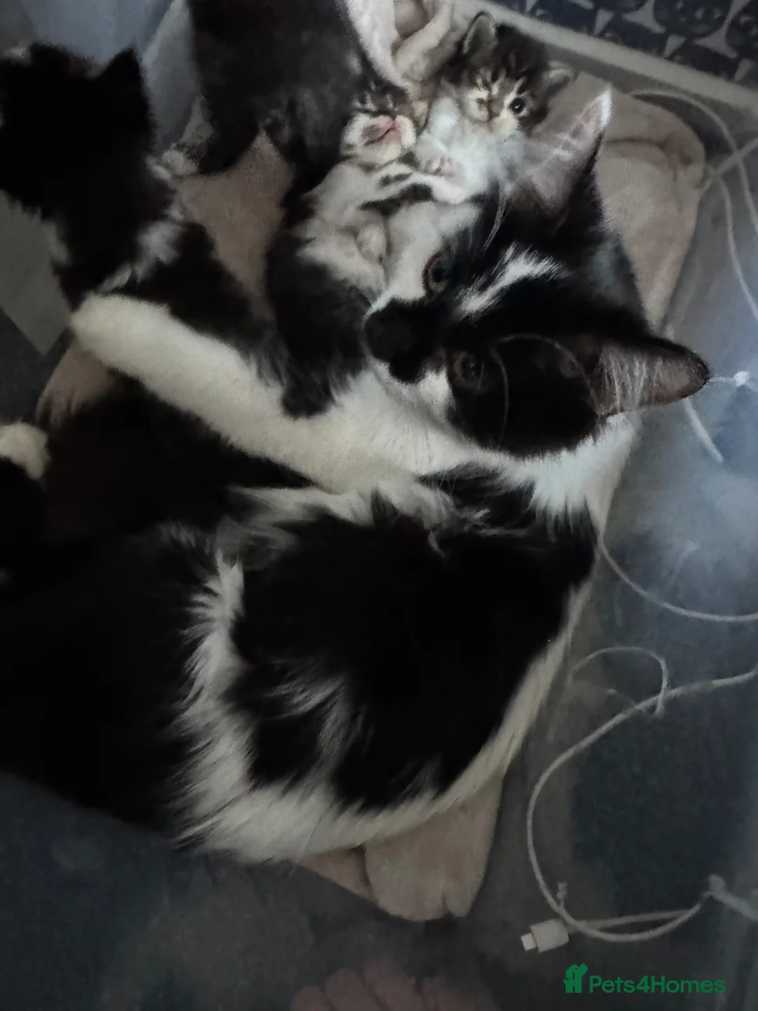 Maine Coon cats for sale: Half Maine coon kitten  - Advert 3
