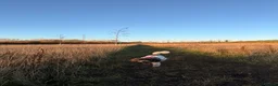 Cockapoo dogs for sale: F1b Cockapoos due 24th May - Advert 21