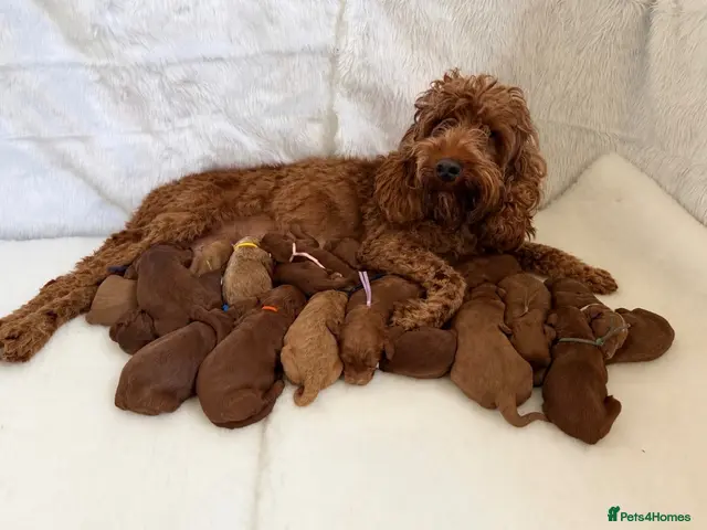 Mini Goldendoodle dogs for sale: Top quality, health tested multi gen DoubleDoodles - Advert 1