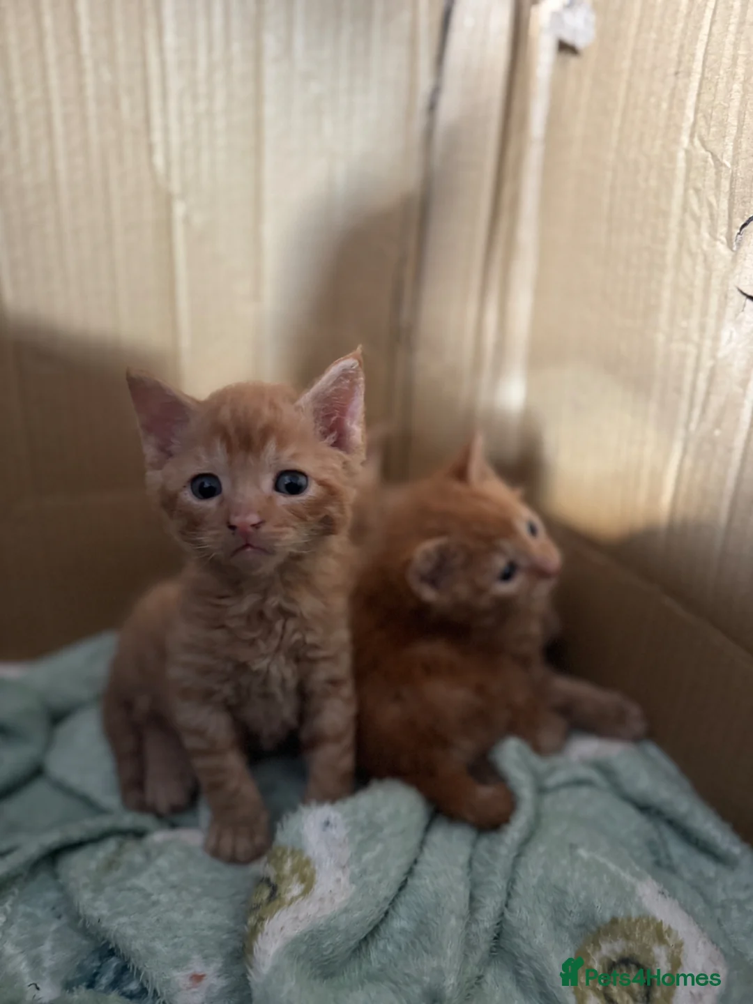 Mixed Breed cats for sale: 4 beautiful mixed breed rex kittens  in Maidenhead - Advert 10