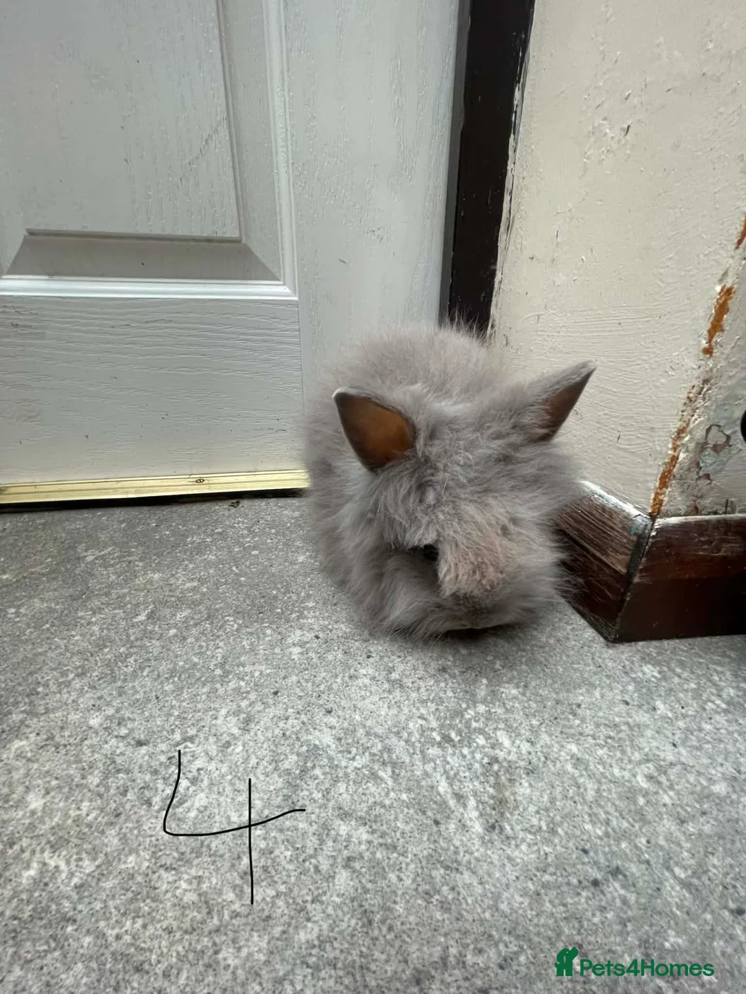 Lionhead rabbits for sale: Double manned Lionhead baby rabbits for sale in Coalville - Advert 2