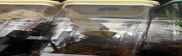 Praying Mantis invertebrates for sale: Praying Mantis - 5 different breeds in Stafford - Advert 4