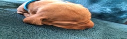 Hungarian Vizsla dogs for sale: Playfull and cheeky hungarian vizsla puppies  - Advert 15