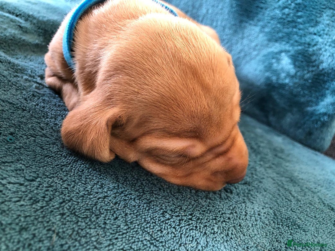 Hungarian Vizsla dogs for sale: Playfull and cheeky hungarian vizsla puppies  - Advert 15