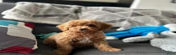 Cavapoo dogs for sale: Cavapoo puppies in Hyde - Advert 3