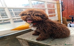 Lagotto Romagnolo dogs for sale: Lagotto Romagnolo - The Best breed ever  - Image 18