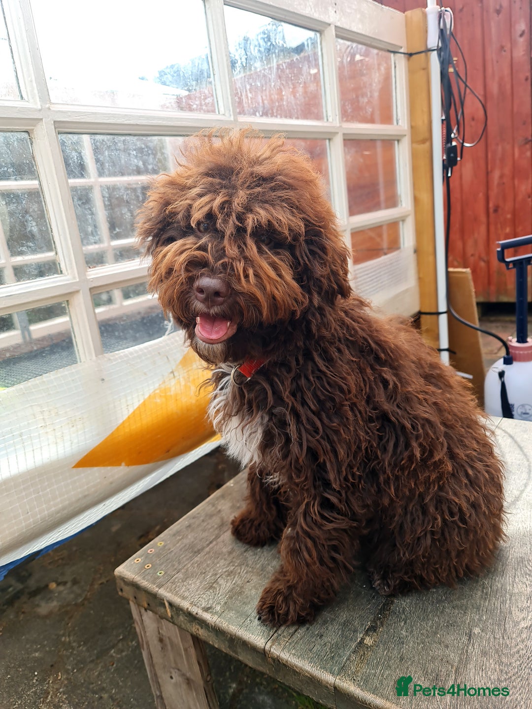 Lagotto Romagnolo dogs for sale: Lagotto Romagnolo - The Best breed ever  - Image 18