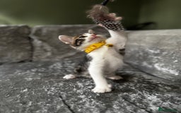 British Shorthair cats for sale: ✨🍑 PEACH & PISTACHIO 💚✨ - Image 19