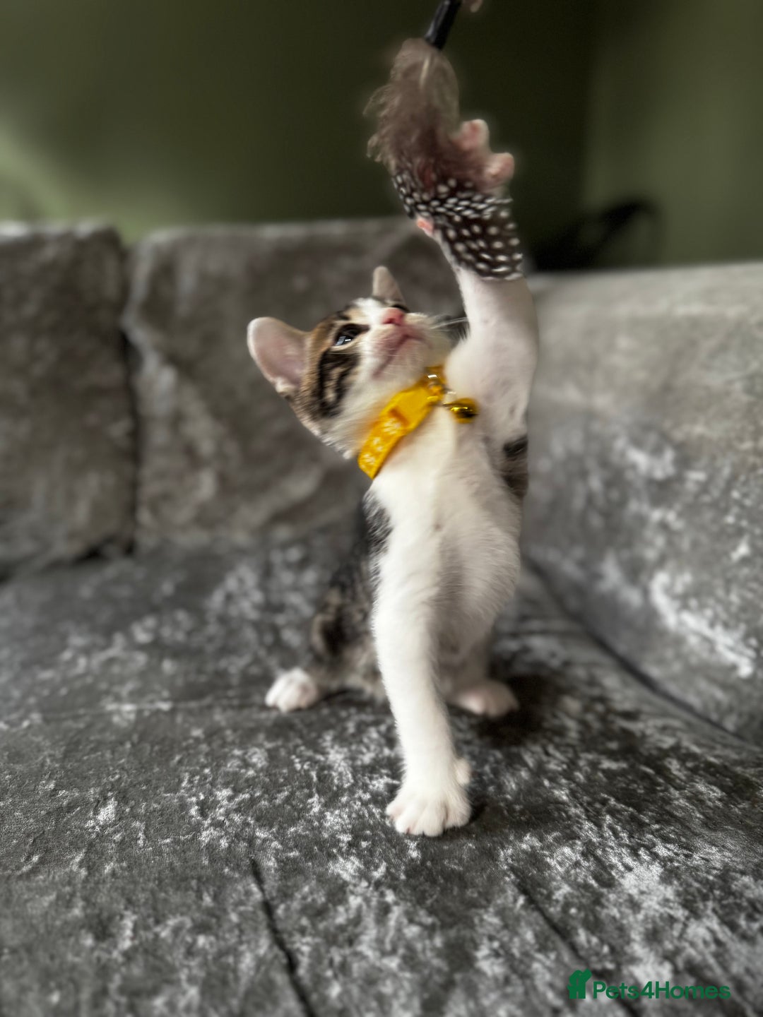 British Shorthair cats for sale: ✨🍑 PEACH & PISTACHIO 💚✨ - Image 19