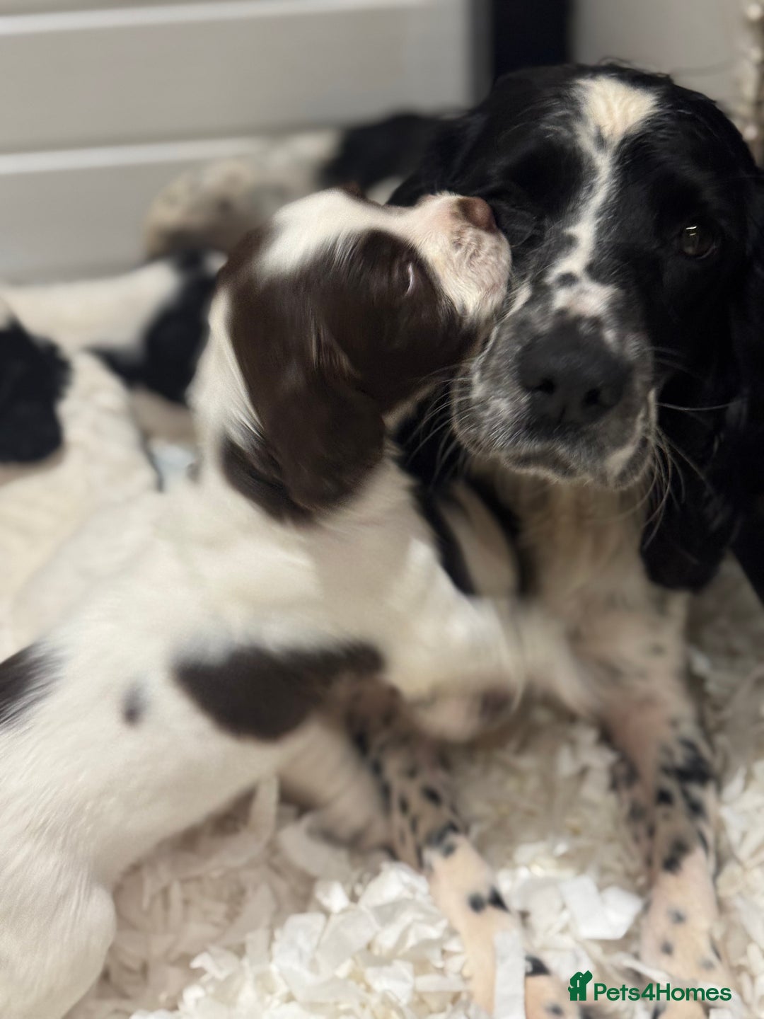 English Springer Spaniel dogs for sale: One last B/W Springer Dog Puppy available.  - Advert 10