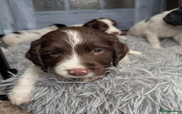 English Springer Spaniel dogs for sale: Beautiful  - Image 7
