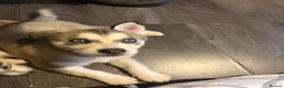 Northern Inuit dogs for sale: Northern Inuit puppies  in Wirral - Advert 2