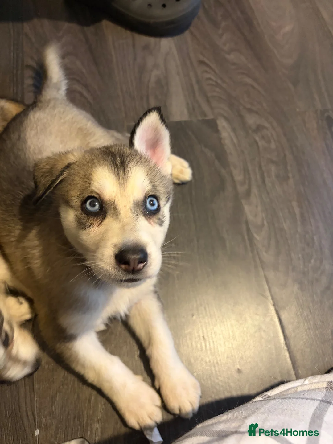 Northern Inuit dogs for sale: Northern Inuit puppies  in Wirral - Advert 2