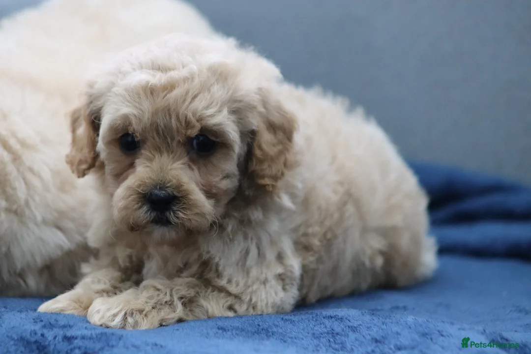 Cavapoochon dogs for sale: Cavapochon puppies for sale - Advert 15