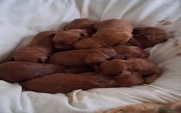 Cockapoo dogs for sale: 8 cockapoo puppies ( 5 boys and 3 girls) - Image 3