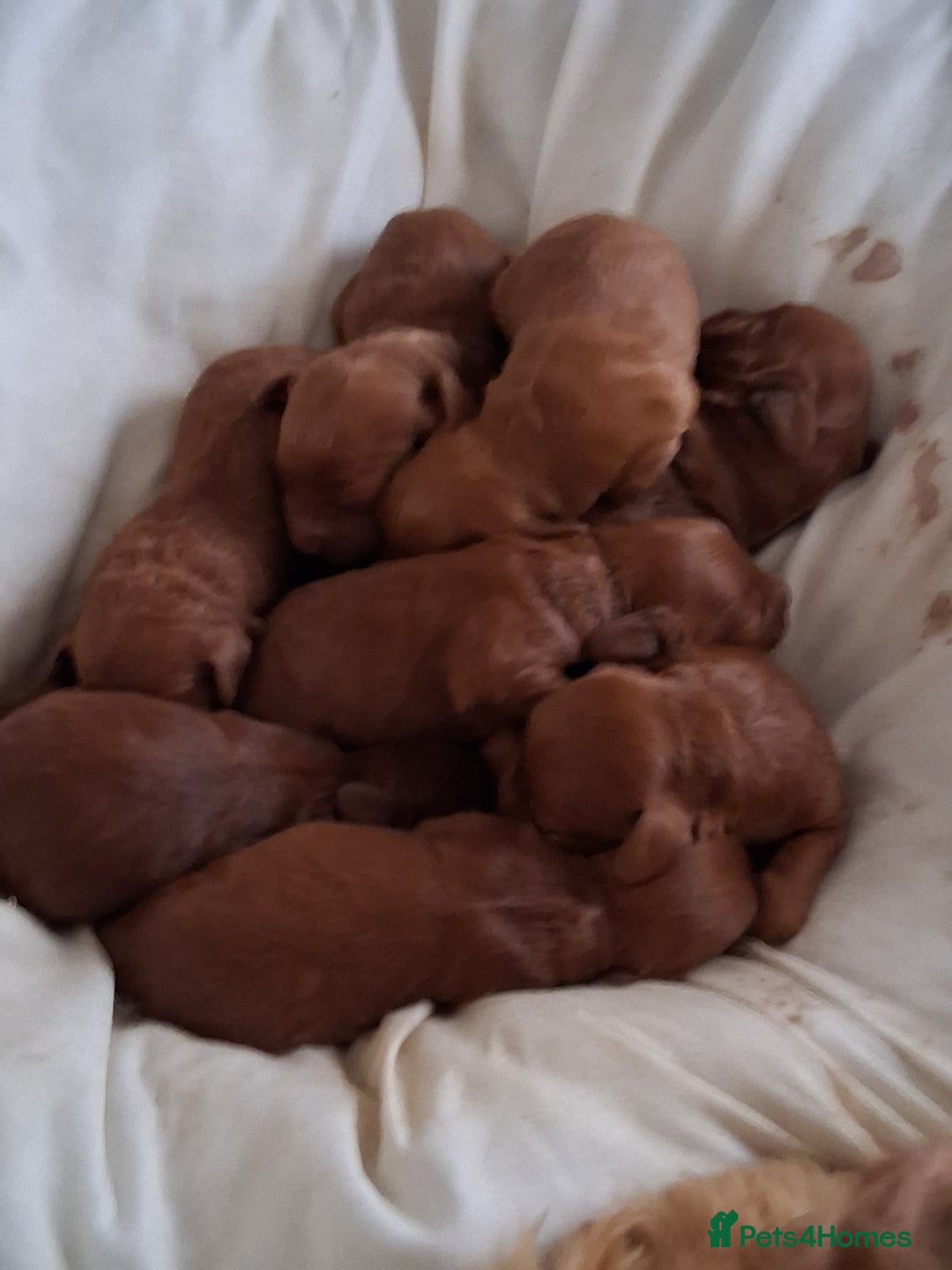 Cockapoo dogs for sale: 8 cockapoo puppies ( 5 boys and 3 girls) - Image 3