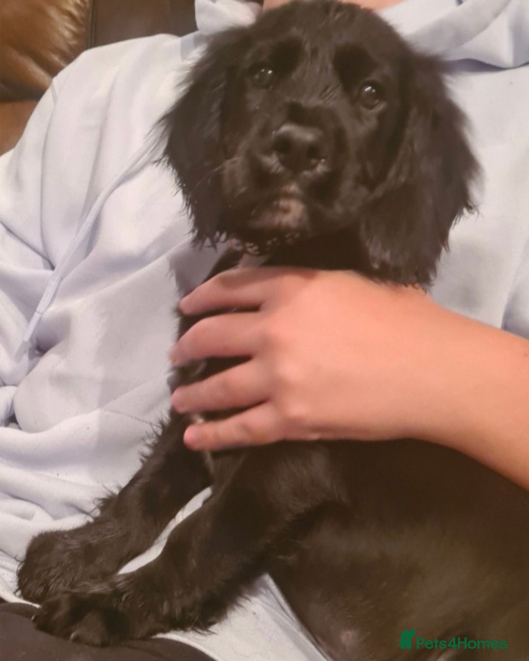 Sprocker dogs for sale: Stunning F1 Sprocker spaniel puppies - Advert 17