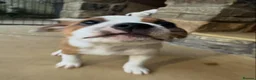 Staffordshire Bull Terrier dogs for sale: Beautiful Staffordshire Bull Terrier Puppies 🐾 in Richmond - Advert 11