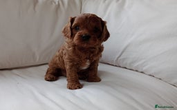 Cavapoo dogs for sale: Gorgeous Red F1 Cavapoo Puppies With H/T Parents - Image 7