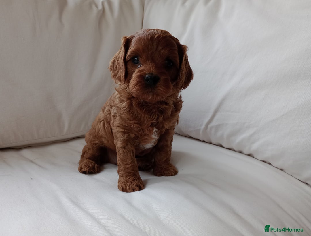 Cavapoo dogs for sale: Gorgeous Red F1 Cavapoo Puppies With H/T Parents - Image 7