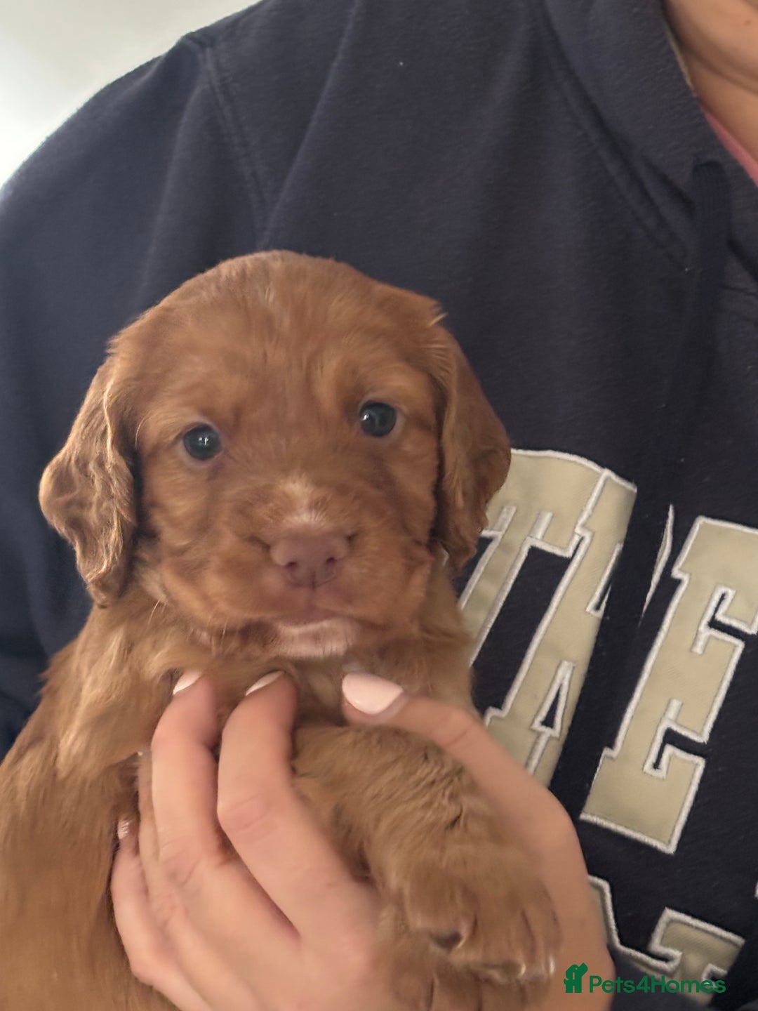 Cocker Spaniel dogs for sale: KC Registered Working Cocker Spaniel Puppies - Image 8