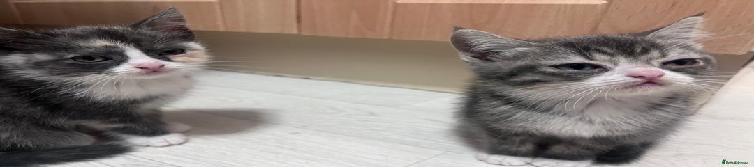 Persian Kitten 3