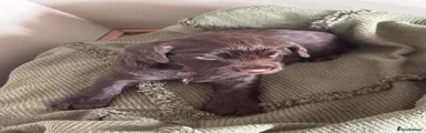 Chocolate girl