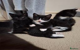 Mixed Breed cats for sale: seven funny kittens - Image 25